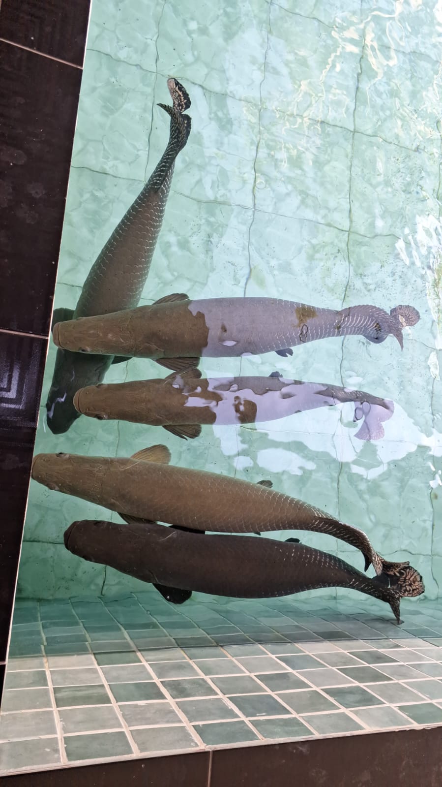 WhatsApp Image 2026 01 05 at 16.46.11